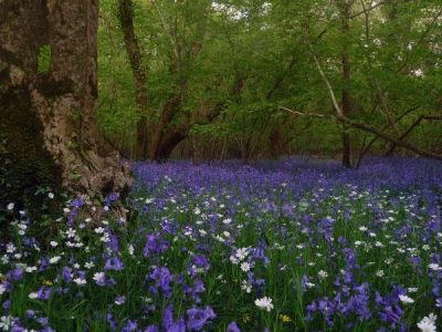 Dorset - YOAS Yoga Retreats