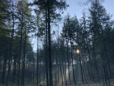 42 Acres - YOAS Yoga Retreats