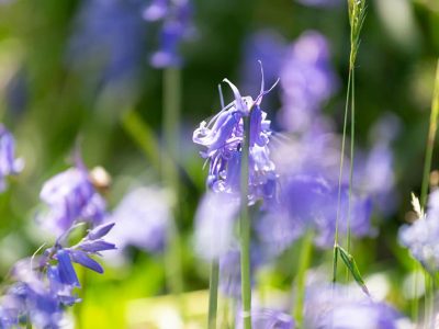 Bala Brook - YOAS - yoga retreat