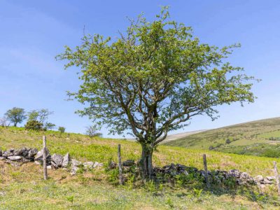 Dartmoor - YOAS Yoga Retreats