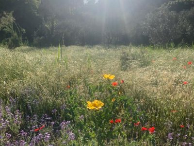 Pelion - YOAS Yoga Retreats