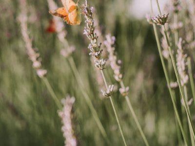 Finca el Moro - YOAS Yoga Retreats