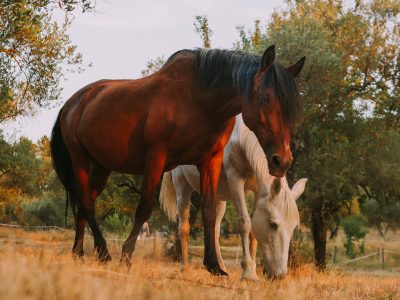 Finca el Moro - YOAS Yoga Retreats