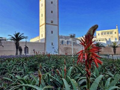 Essaouira - YOAS yoga retreats