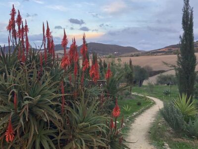 Suryalila - YOAS Yoga Retreats