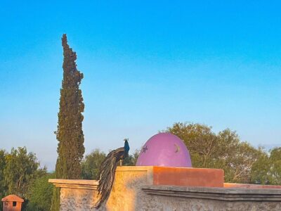 Essaouira - YOAS Yoga Retreats