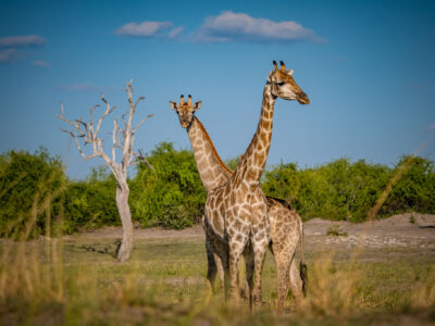 Chobe - Botswana - YOAS Yoga Retreats
