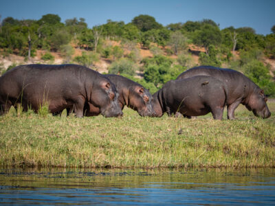 Chobe - Botswana - YOAS Yoga Retreats