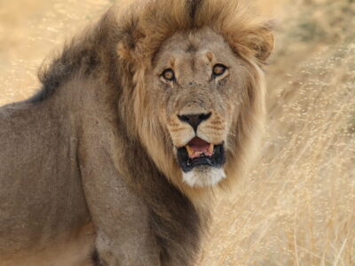 Chobe - Botswana - YOAS Yoga Retreats