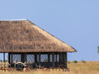 Chobe - Botswana - YOAS Yoga Retreats